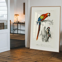 Parrot Vintage Bird Print