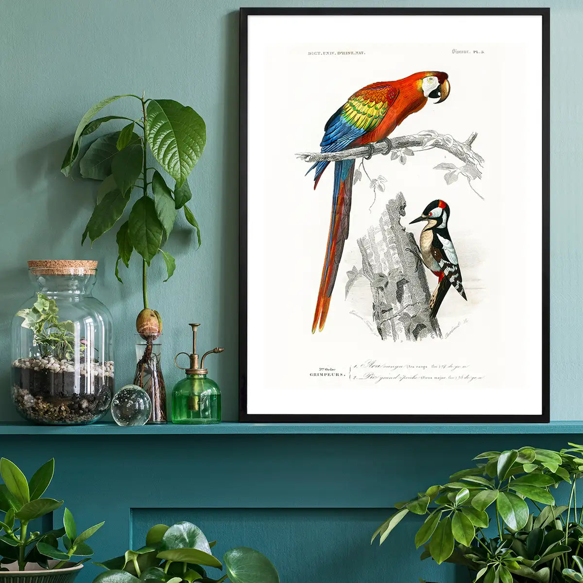 Parrot Vintage Bird Print