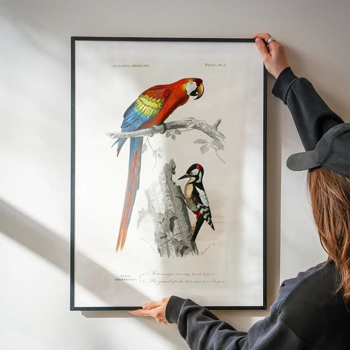 Parrot Vintage Bird Print
