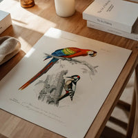 Parrot Vintage Bird Print