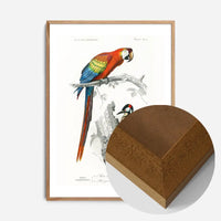 Parrot Vintage Bird Print