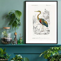 Heron Vintage Bird Print