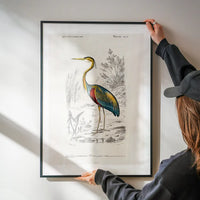 Heron Vintage Bird Print