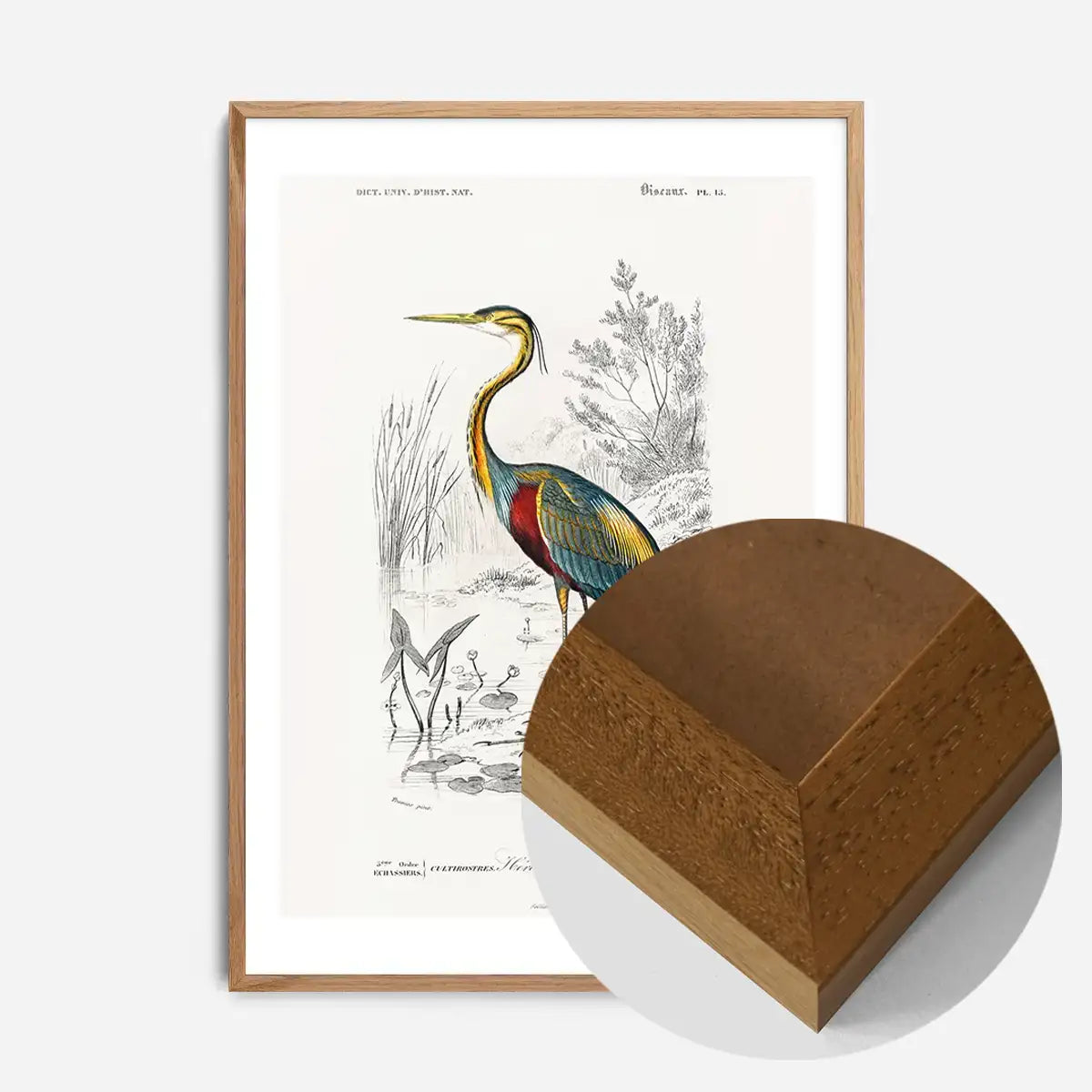 Heron Vintage Bird Print