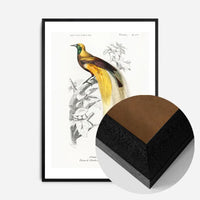 Bird of Paradise Vintage Bird Print