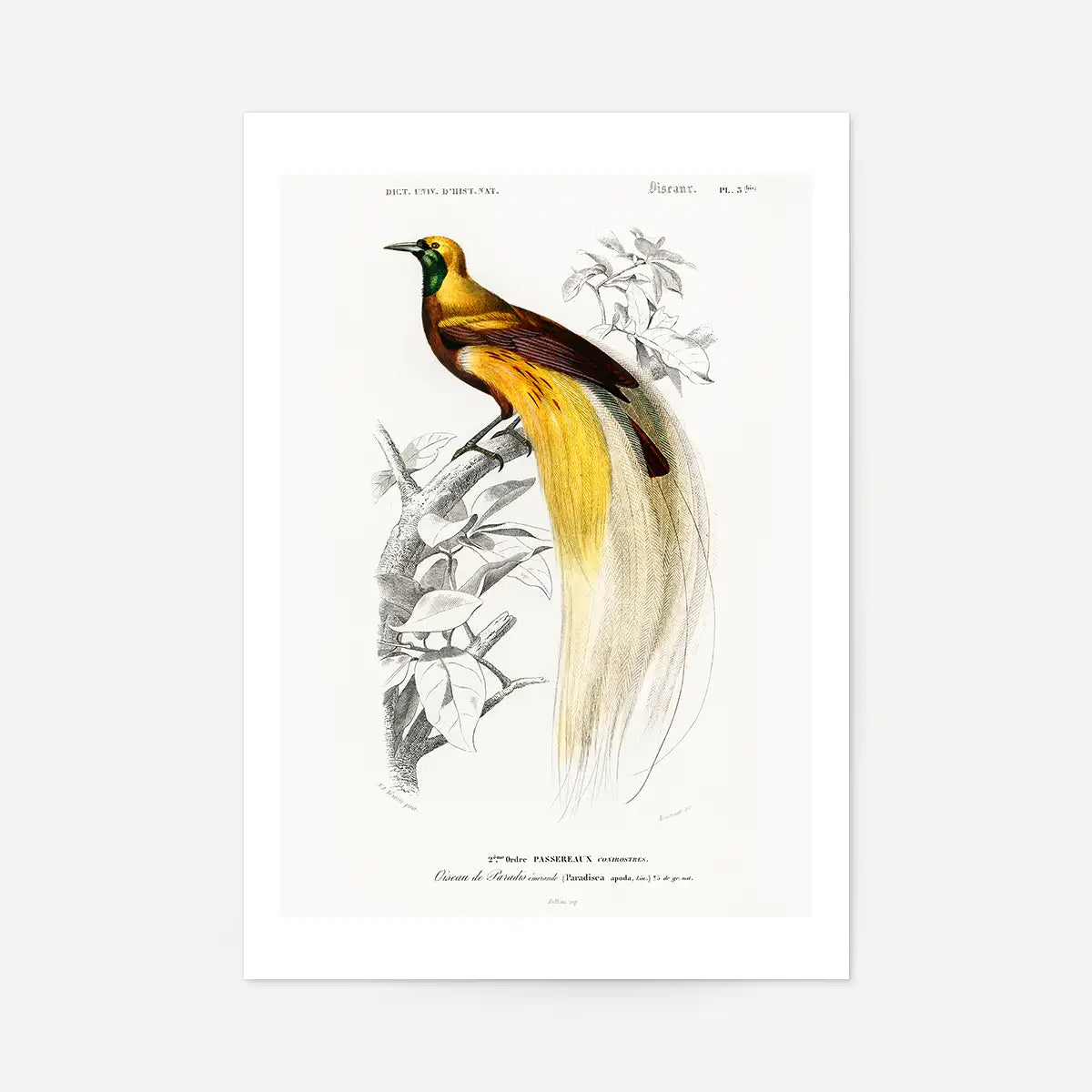 Bird of Paradise Vintage Bird Print