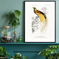 Bird of Paradise Vintage Bird Print