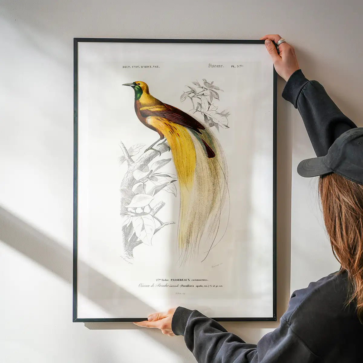 Bird of Paradise Vintage Bird Print