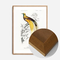 Bird of Paradise Vintage Bird Print