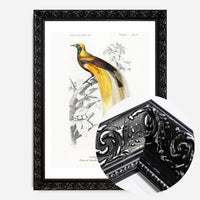 Bird of Paradise Vintage Bird Print