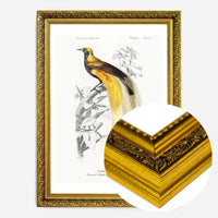 Bird of Paradise Vintage Bird Print