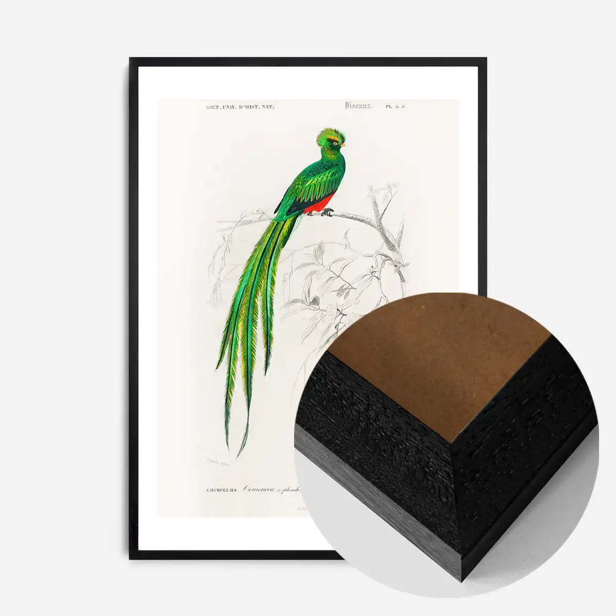 Peacock Trogon Vintage Bird Print