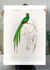 Peacock Trogon Vintage Bird Print