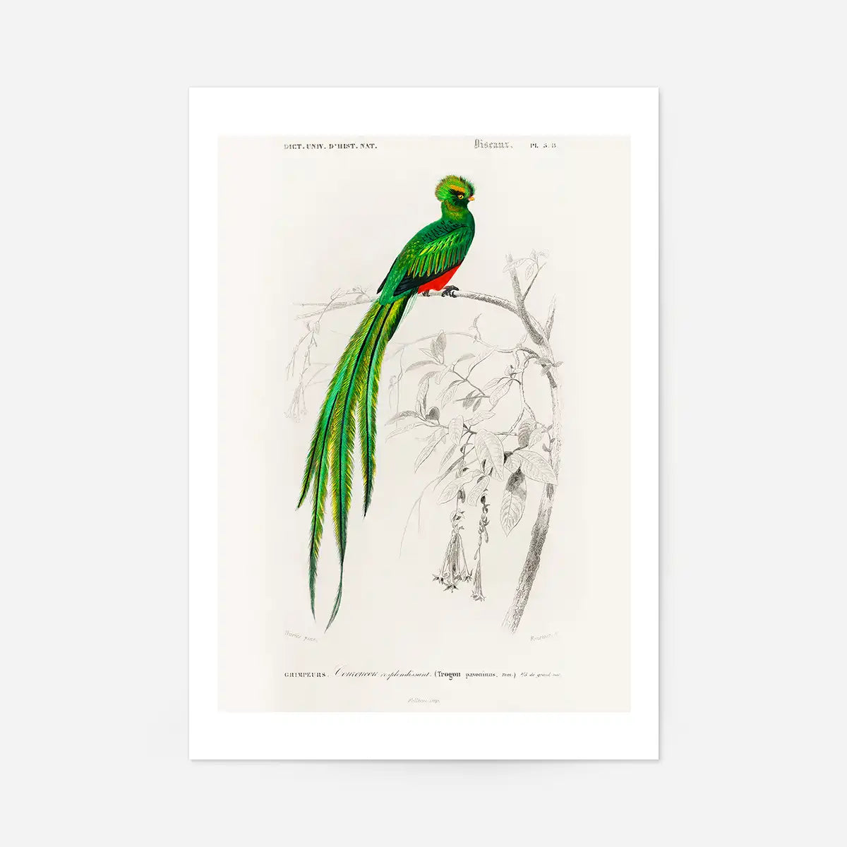 Peacock Trogon Vintage Bird Print