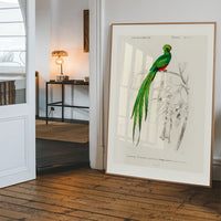 Peacock Trogon Vintage Bird Print
