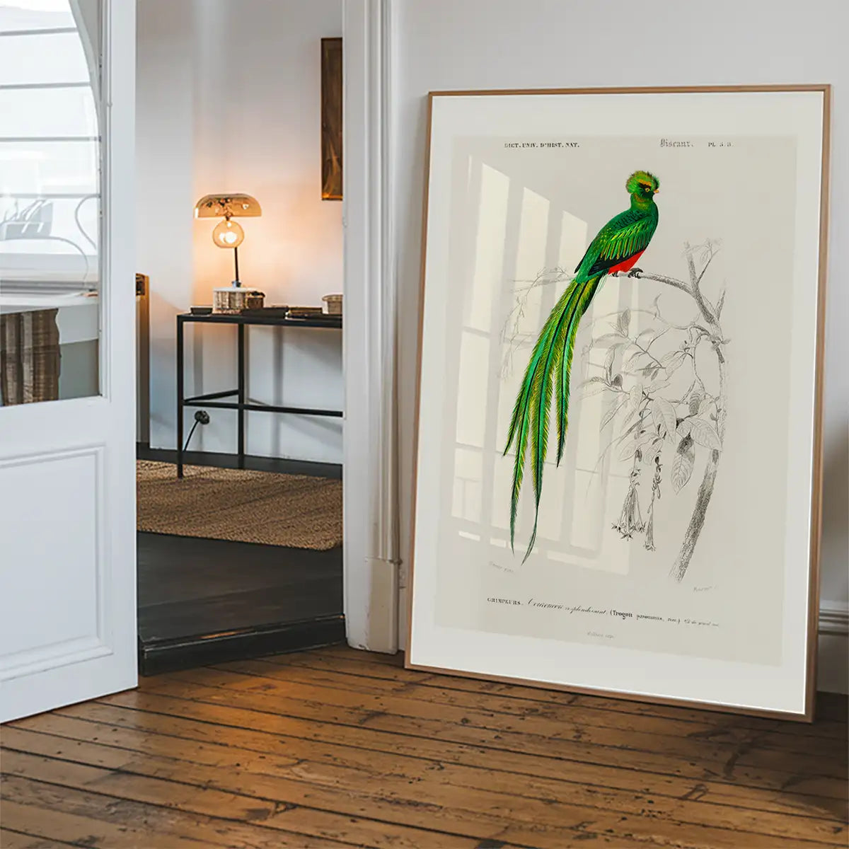 Peacock Trogon Vintage Bird Print