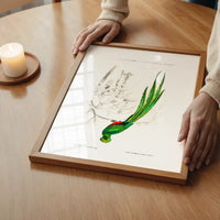 Peacock Trogon Vintage Bird Print