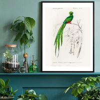 Peacock Trogon Vintage Bird Print