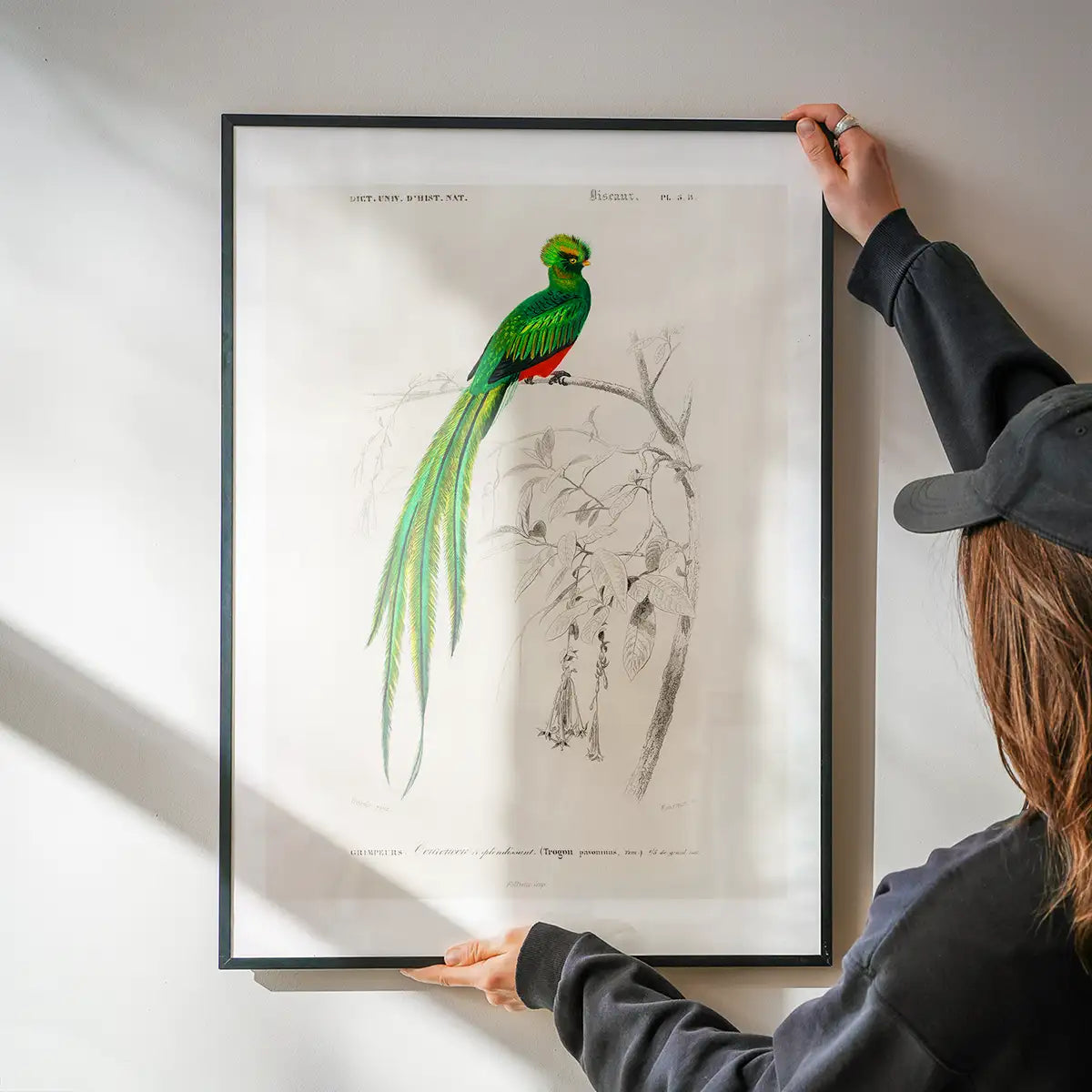 Peacock Trogon Vintage Bird Print