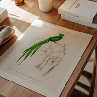 Peacock Trogon Vintage Bird Print