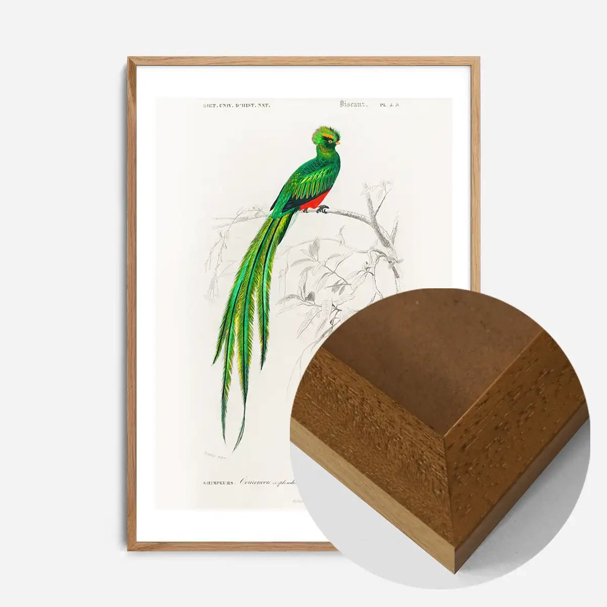 Peacock Trogon Vintage Bird Print