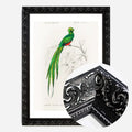 Black Ornate Frame