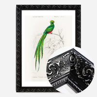 Peacock Trogon Vintage Bird Print