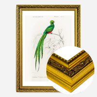 Peacock Trogon Vintage Bird Print