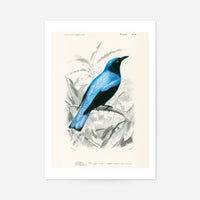 Drongo Vintage Bird Print