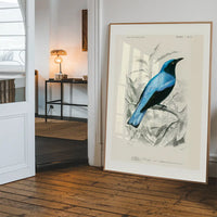 Drongo Vintage Bird Print