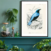 Drongo Vintage Bird Print