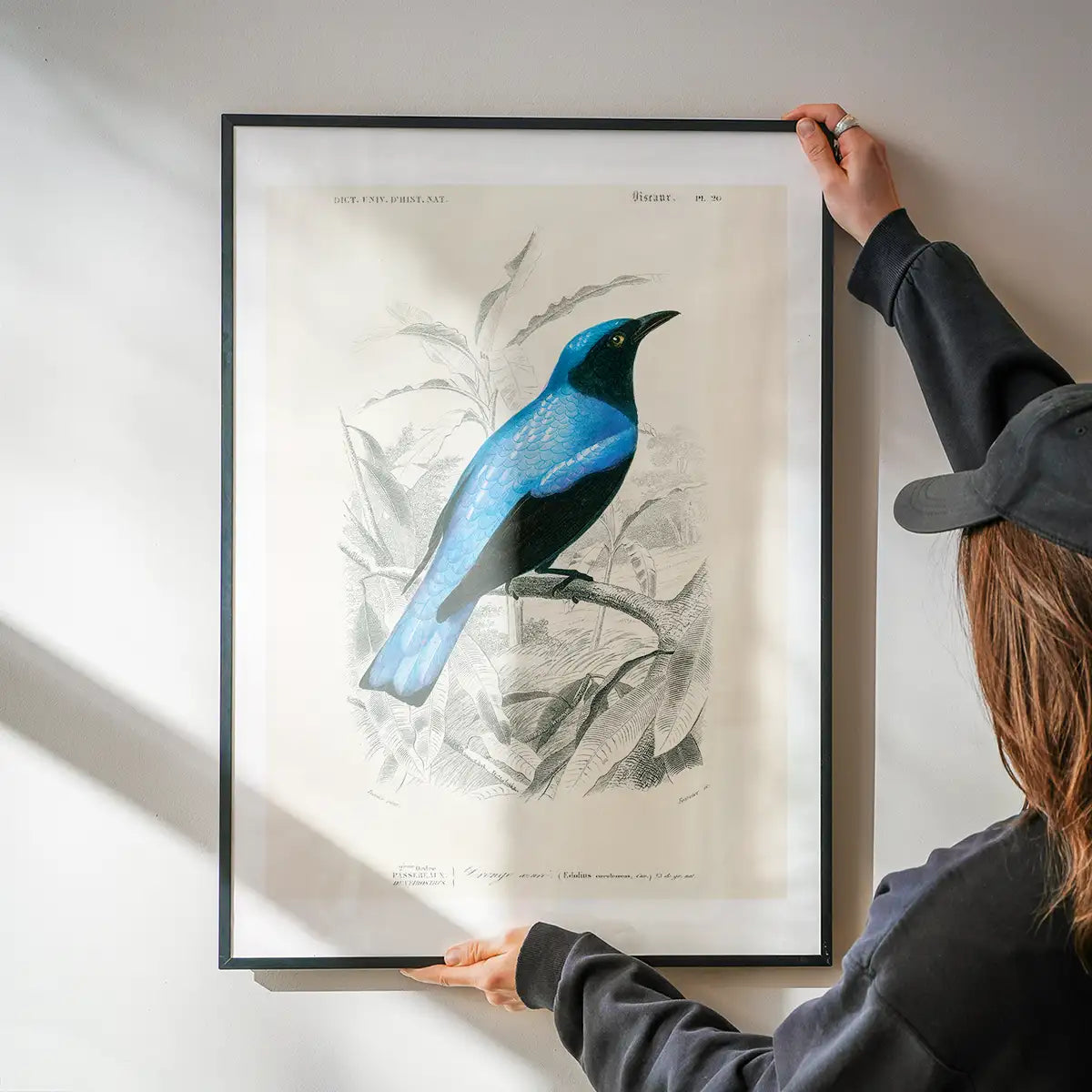 Drongo Vintage Bird Print
