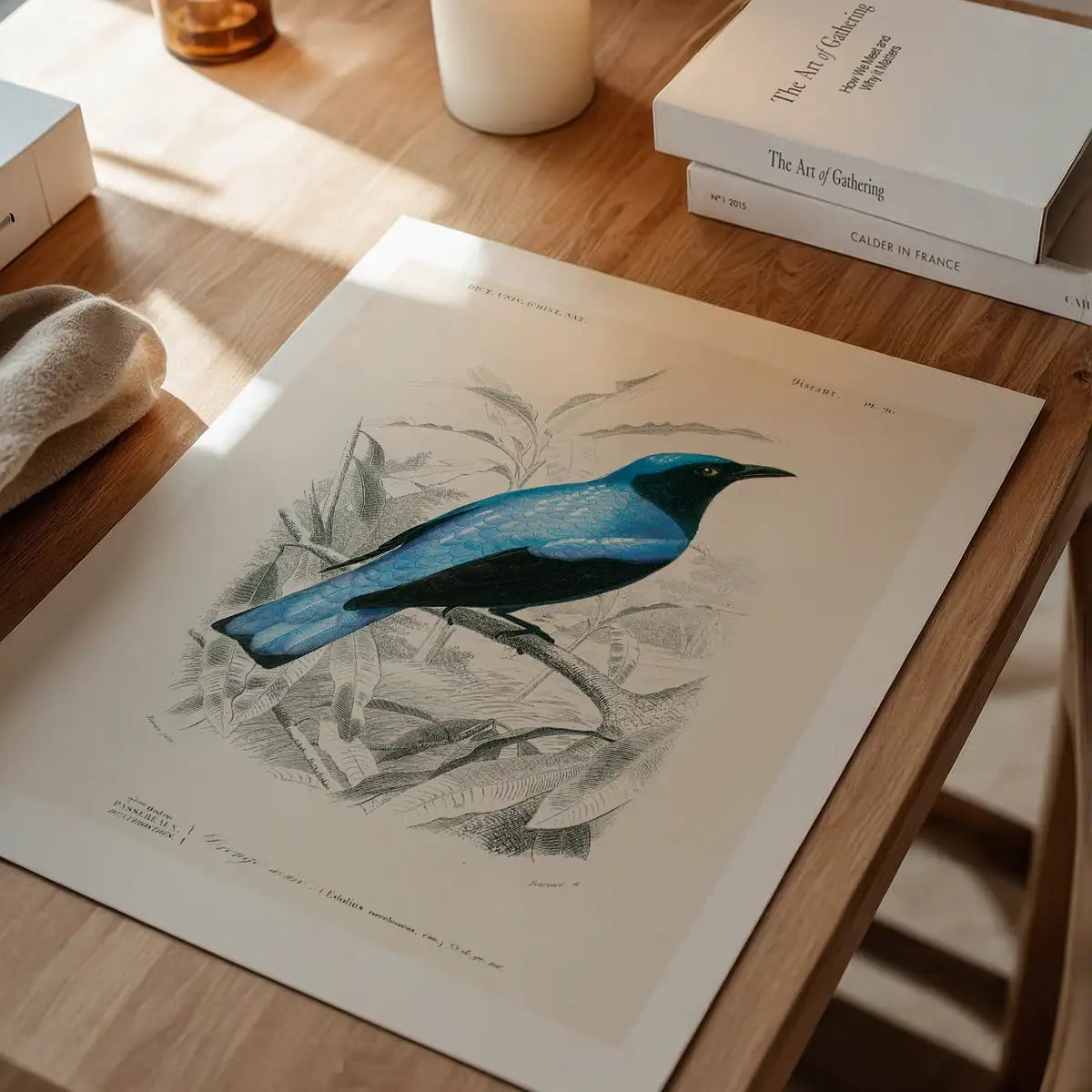 Drongo Vintage Bird Print