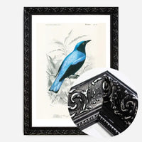Drongo Vintage Bird Print