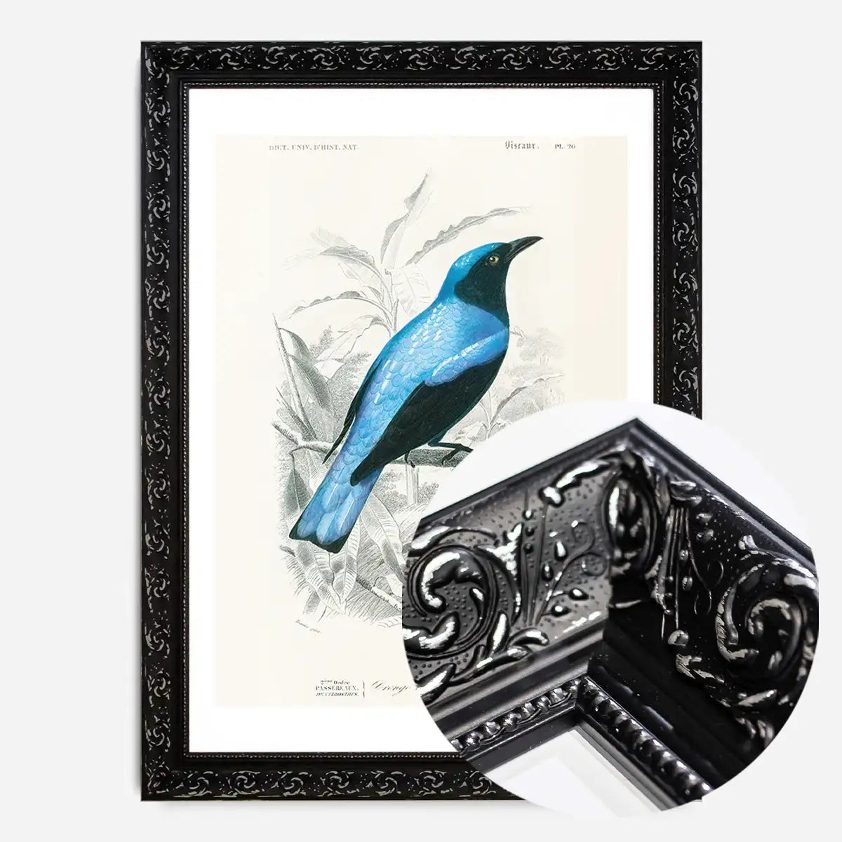 Drongo Vintage Bird Print