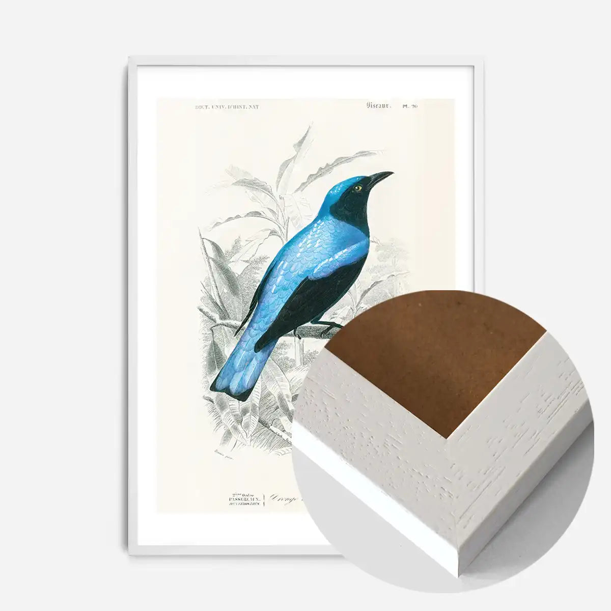 Drongo Vintage Bird Print