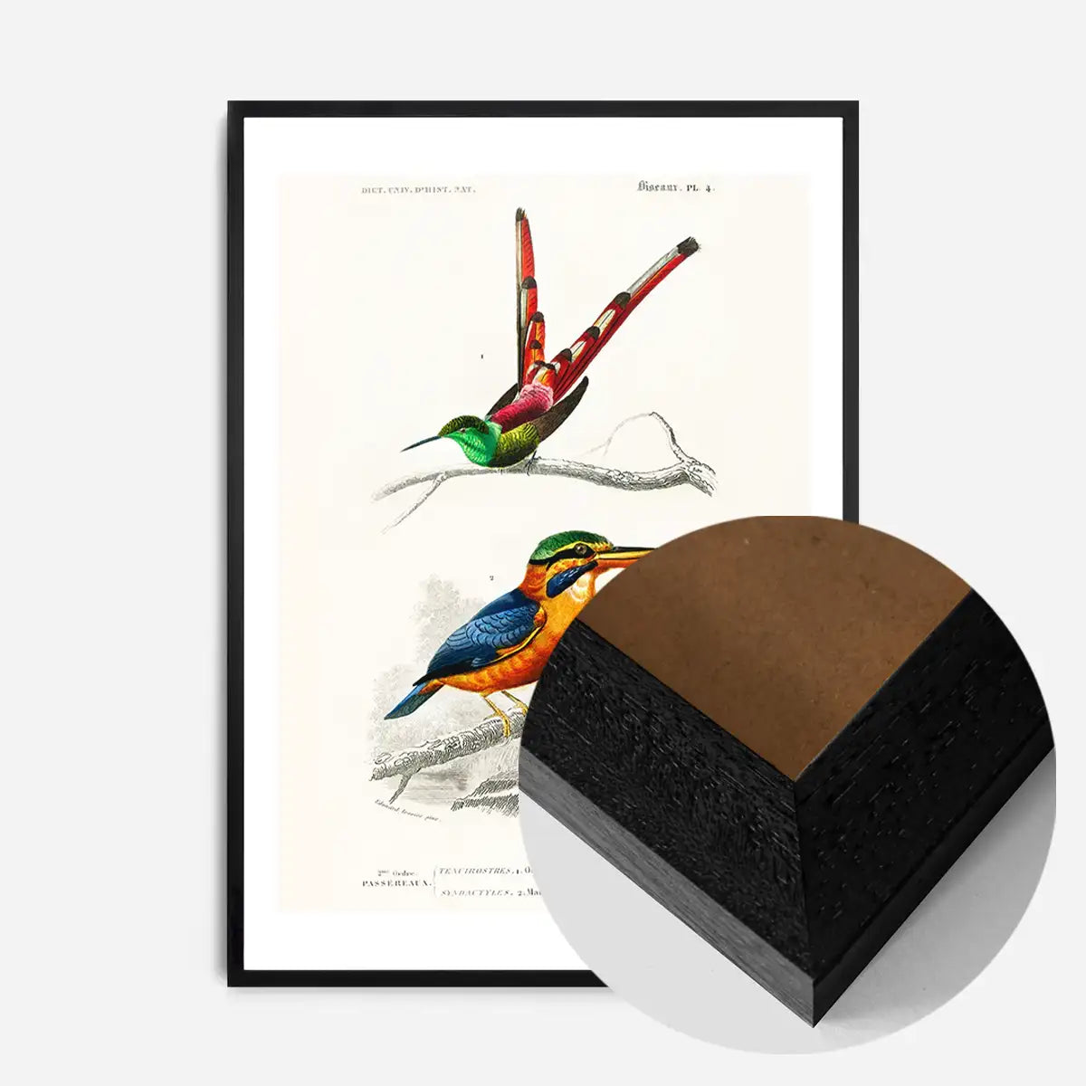 Kingfisher Passerine Vintage Bird Print