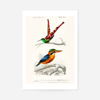 Passerine Vintage Bird Print