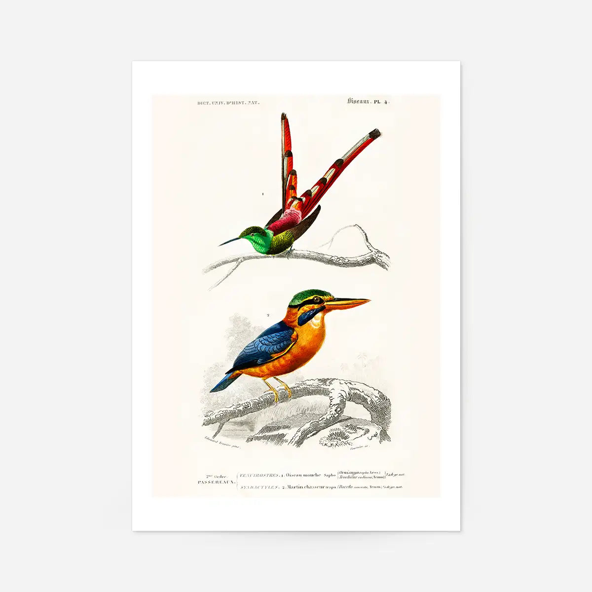 Passerine Vintage Bird Print