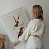 Kingfisher Passerine Vintage Bird Print