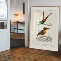 Kingfisher Passerine Vintage Bird Print