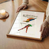 Kingfisher Passerine Vintage Bird Print