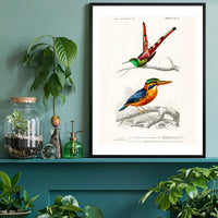 Kingfisher Passerine Vintage Bird Print