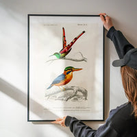 Kingfisher Passerine Vintage Bird Print