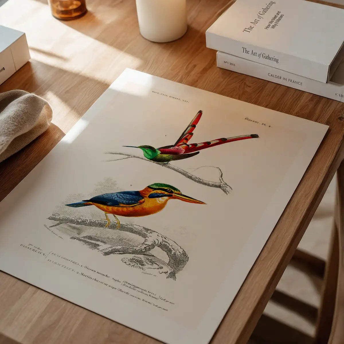 Kingfisher Passerine Vintage Bird Print