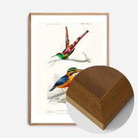 Kingfisher Passerine Vintage Bird Print