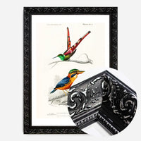 Kingfisher Passerine Vintage Bird Print
