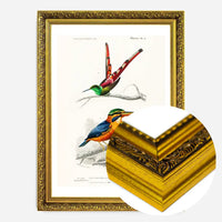 Kingfisher Passerine Vintage Bird Print