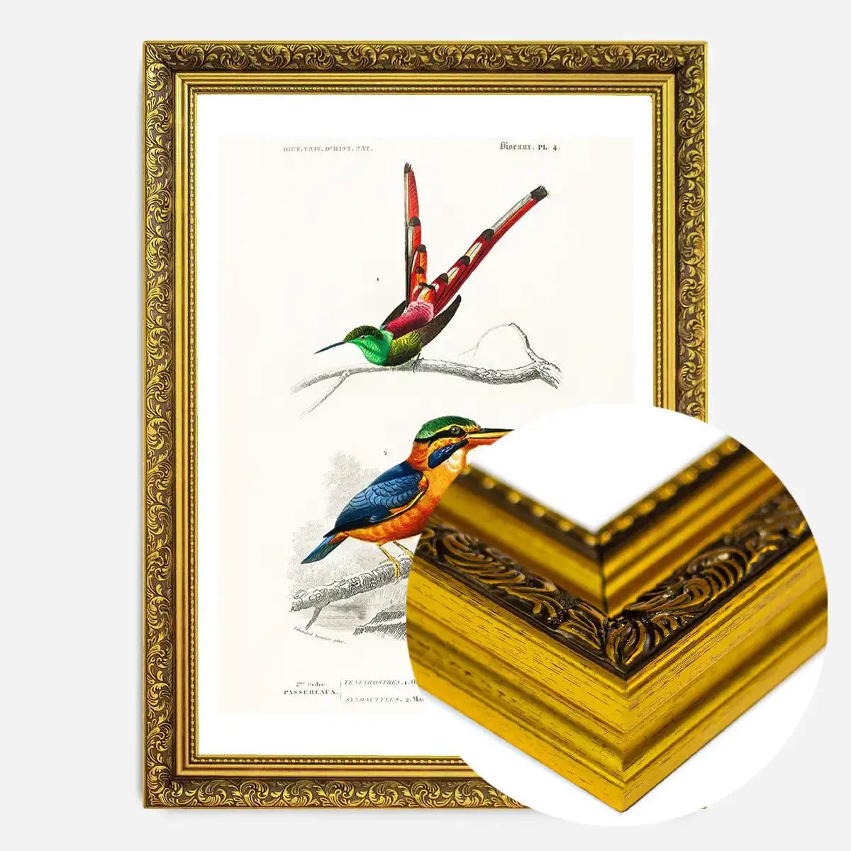 Kingfisher Passerine Vintage Bird Print