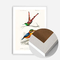 Kingfisher Passerine Vintage Bird Print